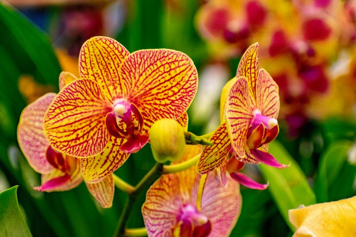 Фотообои «Красочная орхидея»