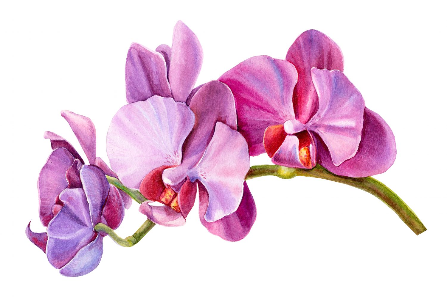 Фрески «Орхидея пурпурная»