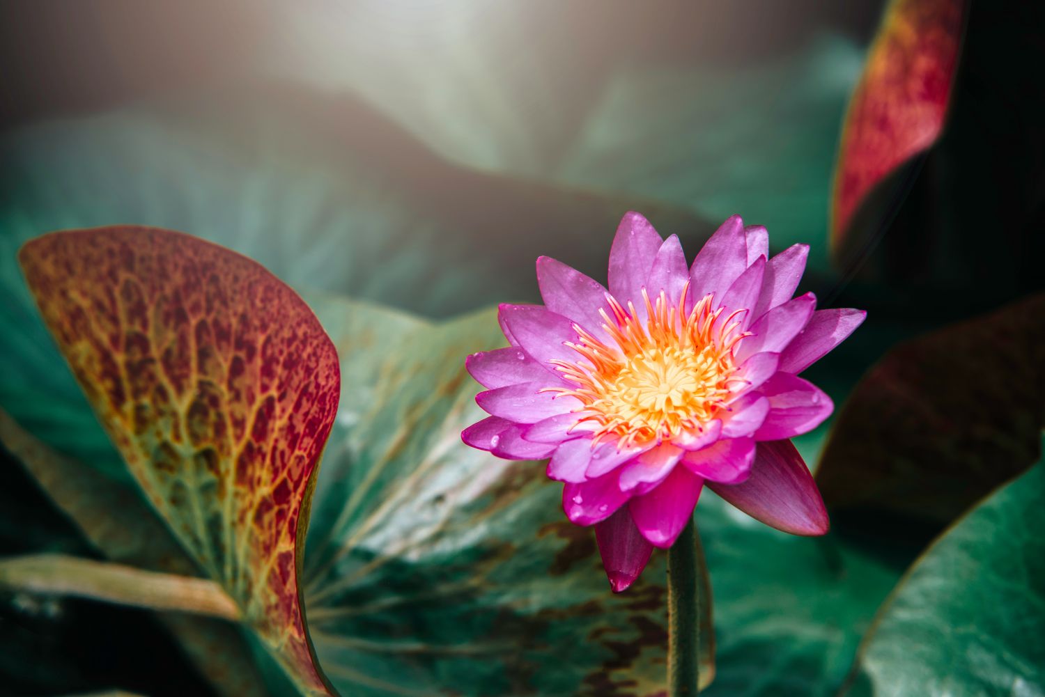 Фотообои «Цветок лотоса на темном фоне»