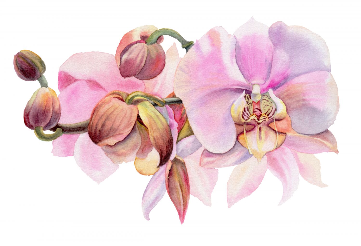 Фрески «Орхидея пудровая»