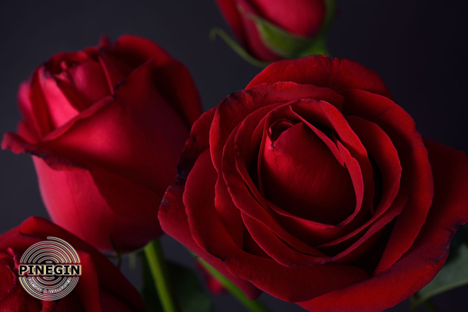 Фотообои «Три алые розы»