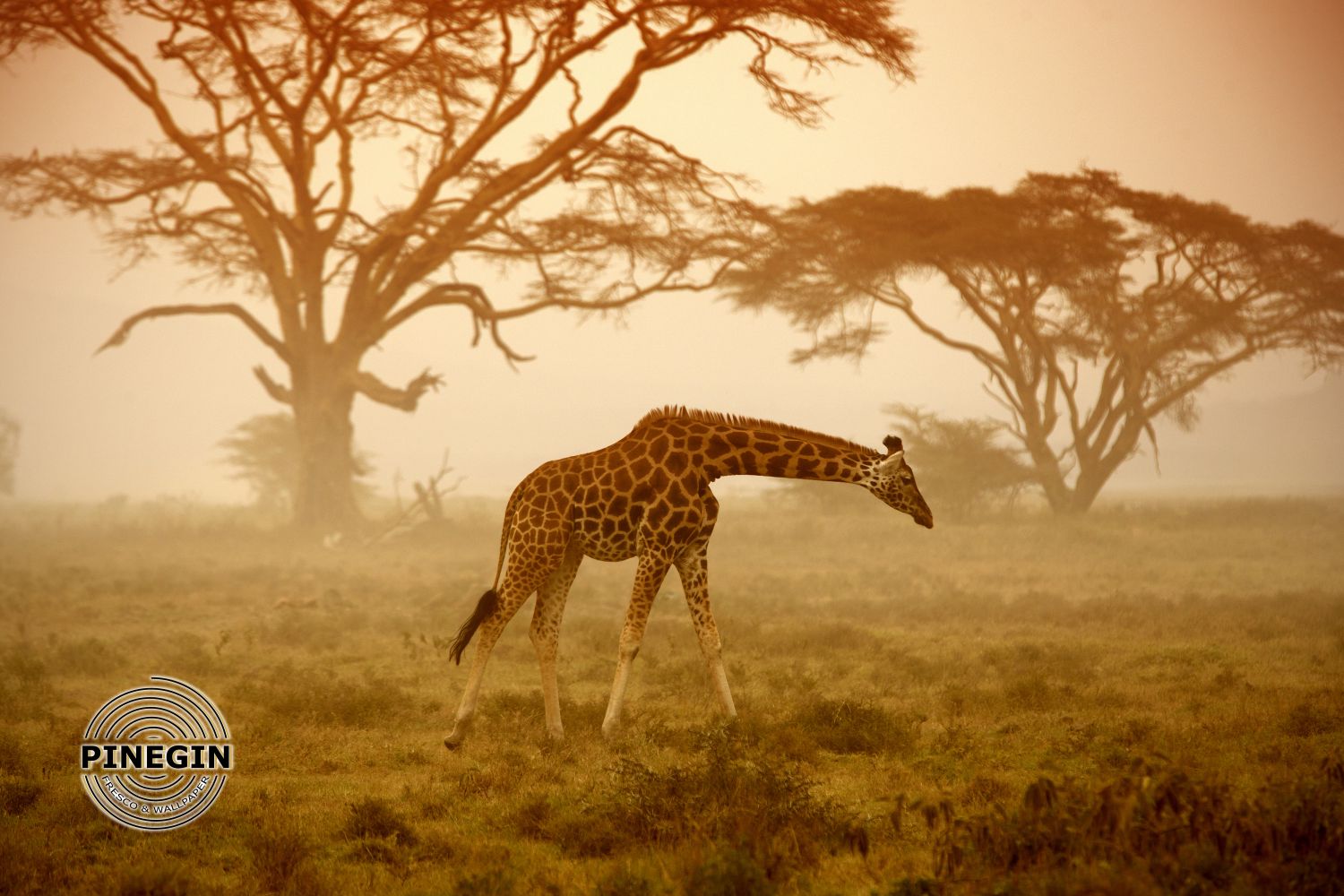 Фотообои «Жираф ранним утром»