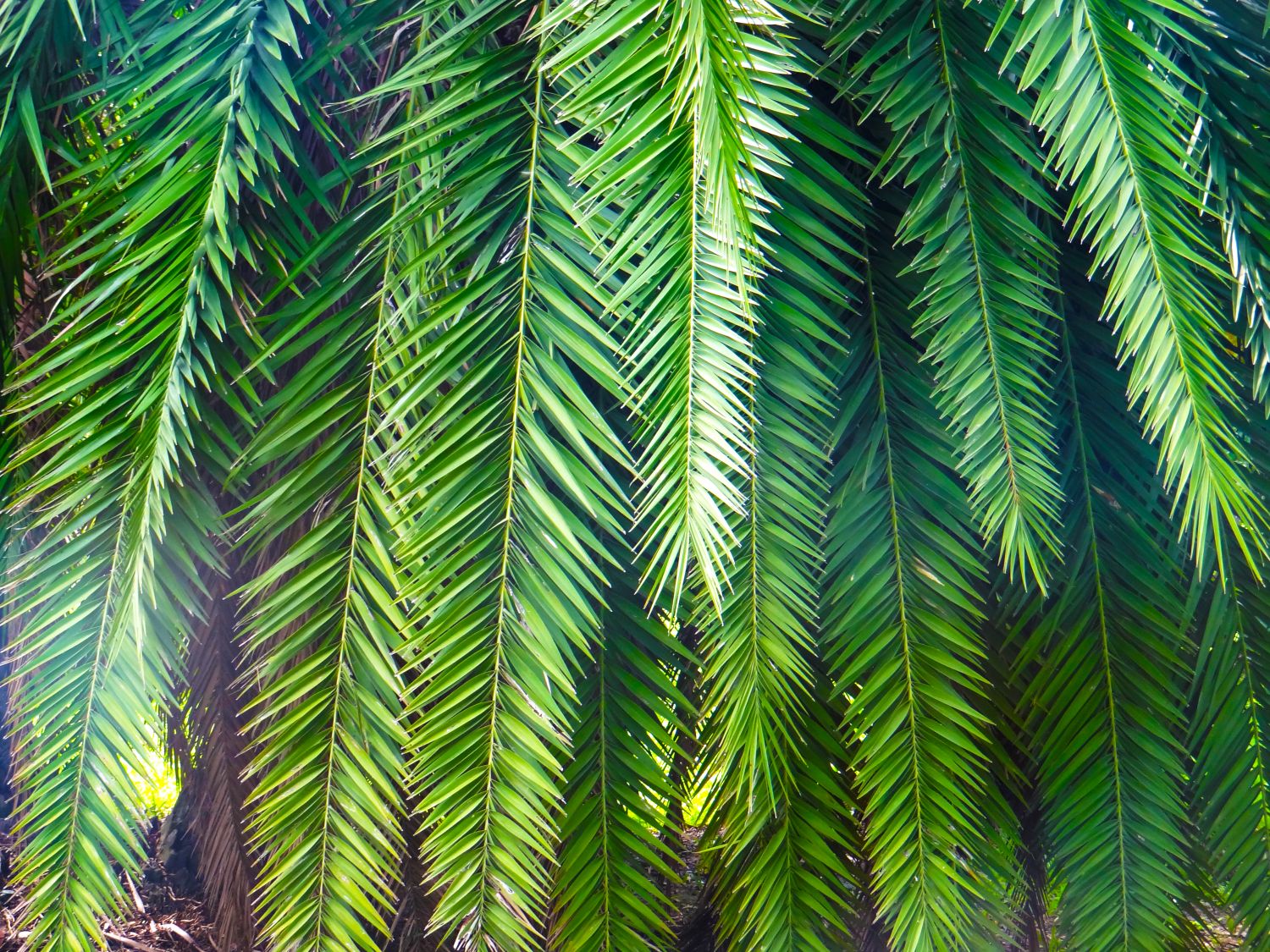 Фрески «Пушистые пальмы»