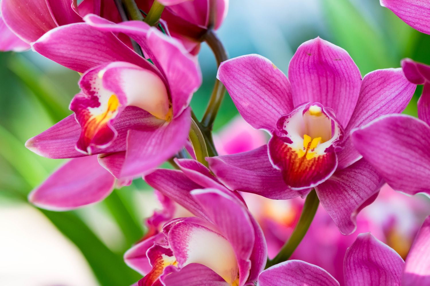 Фрески «Яркая орхидея»