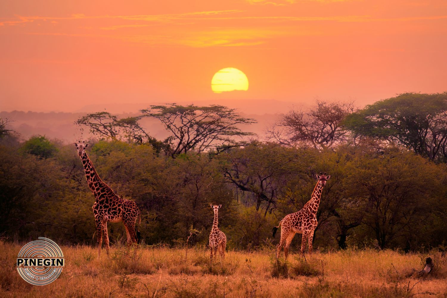 Фотообои «Сафари и жираф - закат»