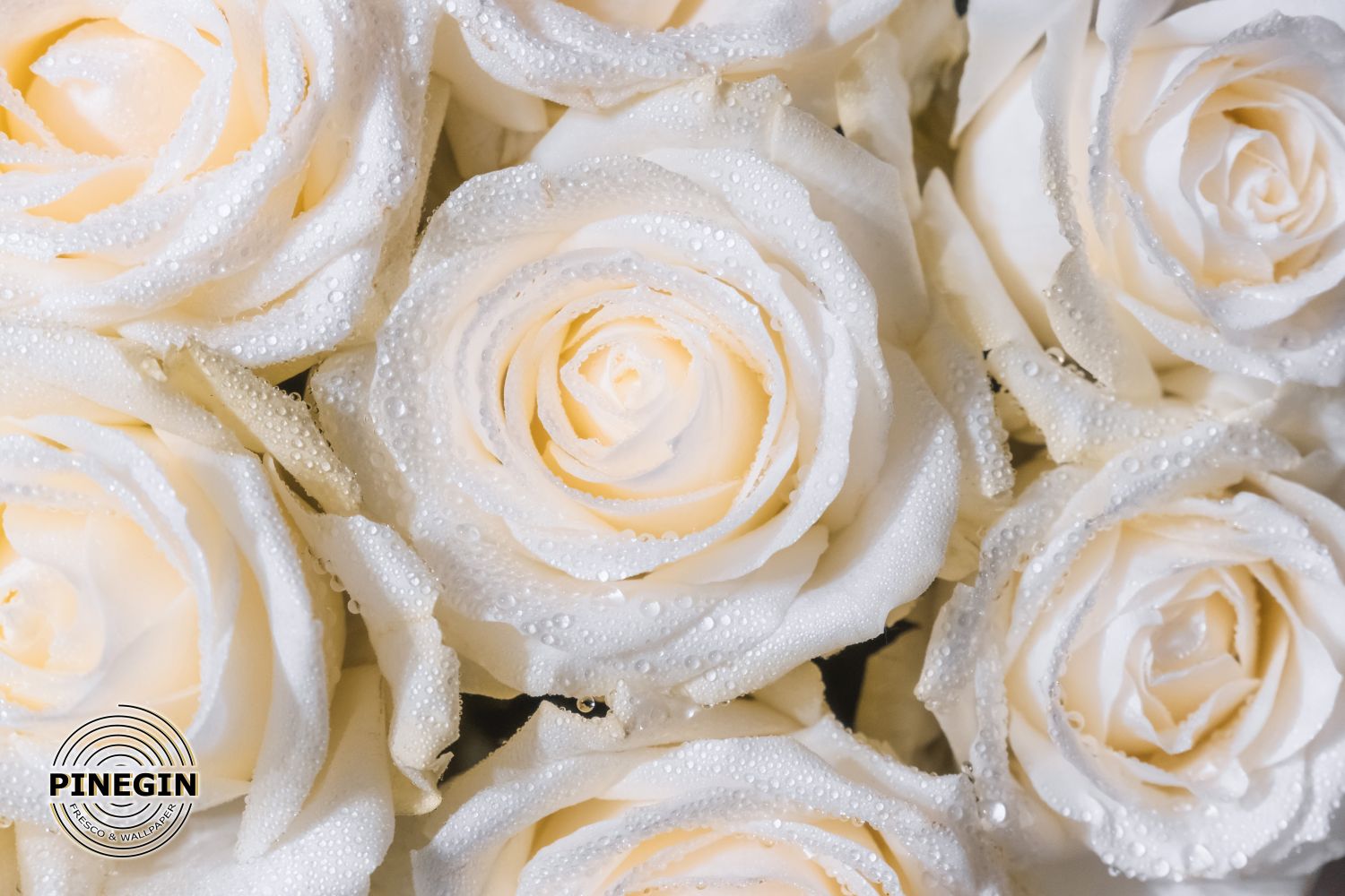 Фотообои «Белые розы»