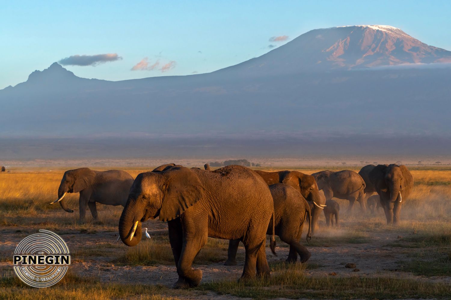Фотообои «Слоны и саванна»