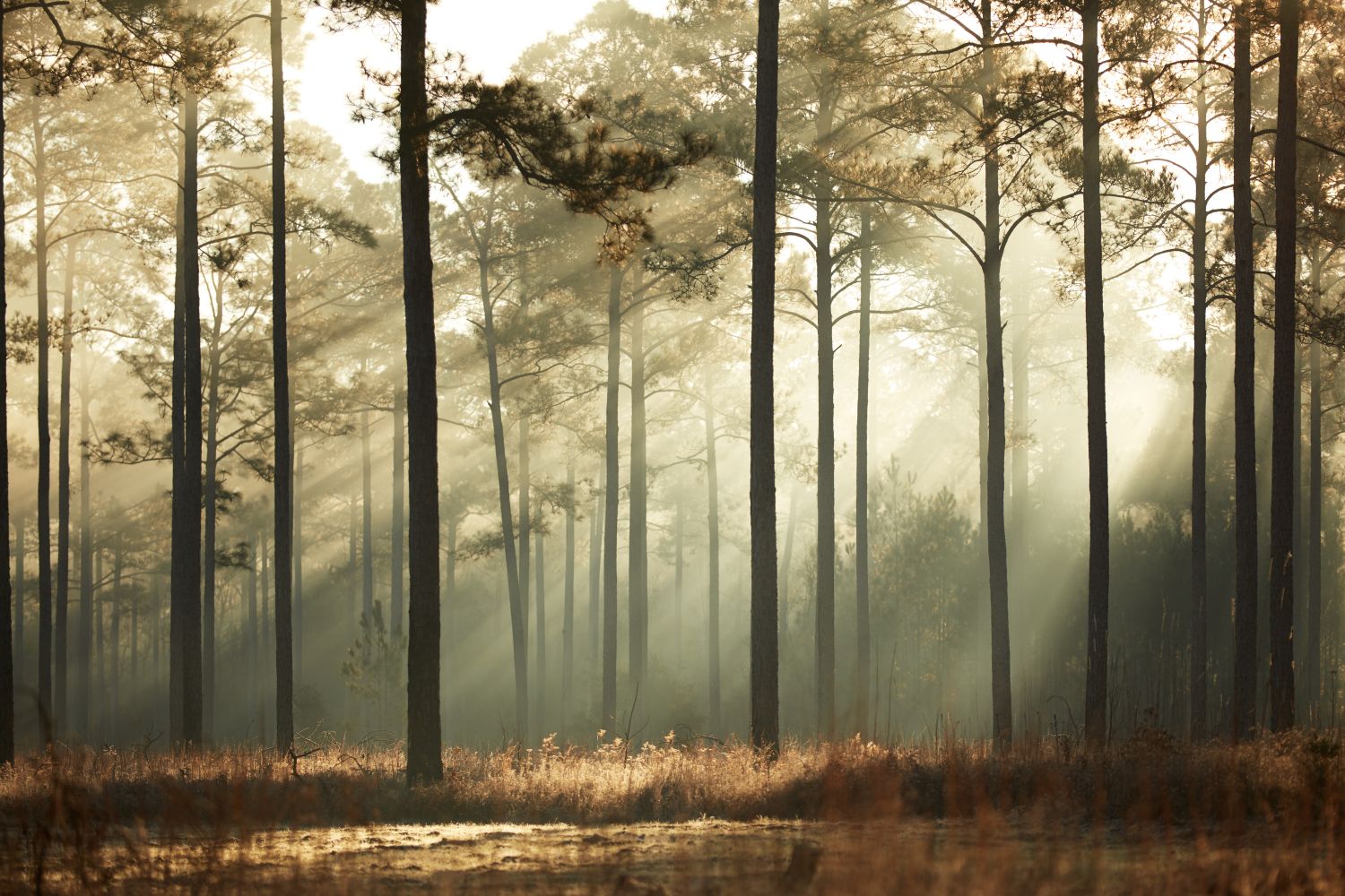 Фотообои Сосновый лес