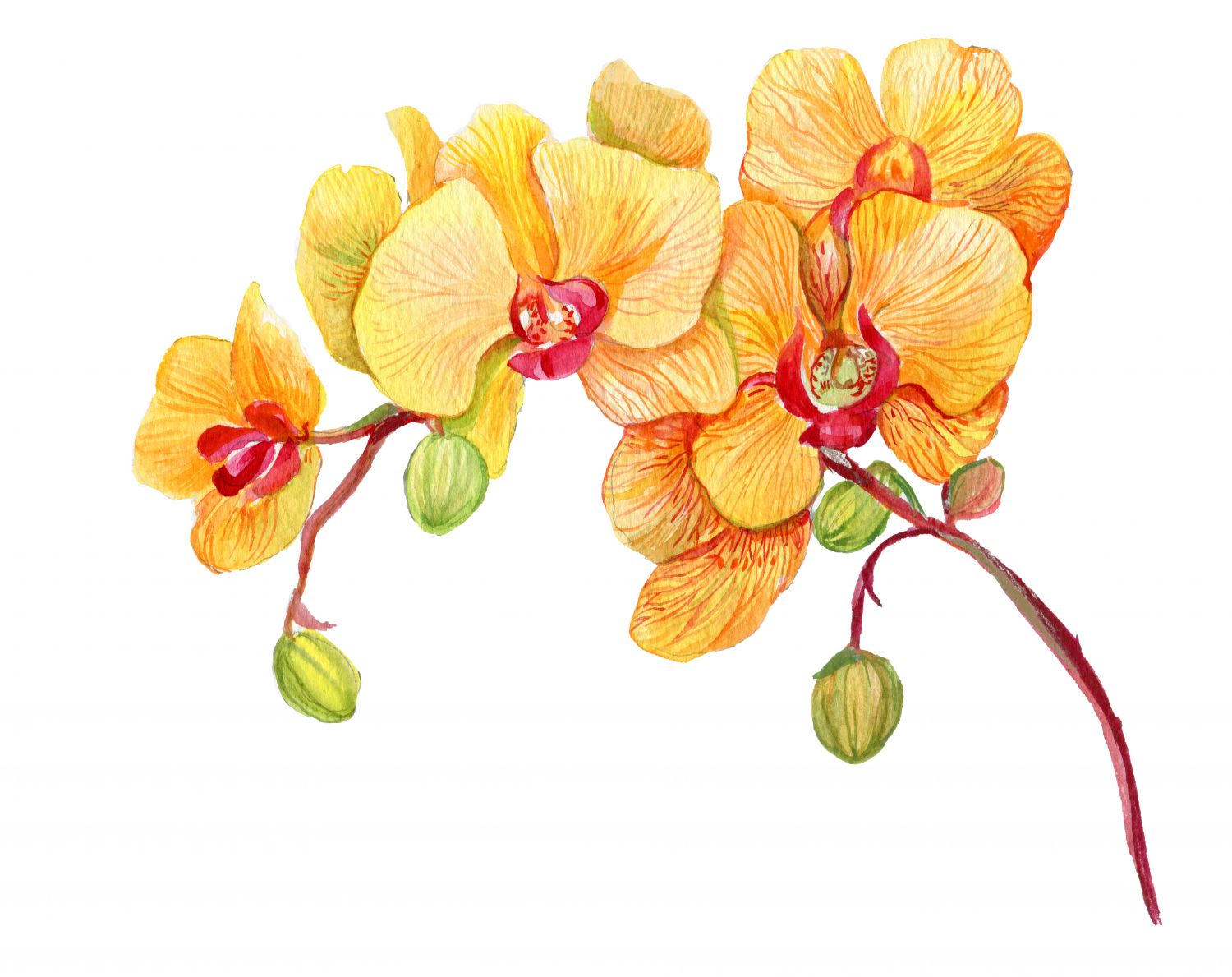 Фрески «Орхидея оранжевая»