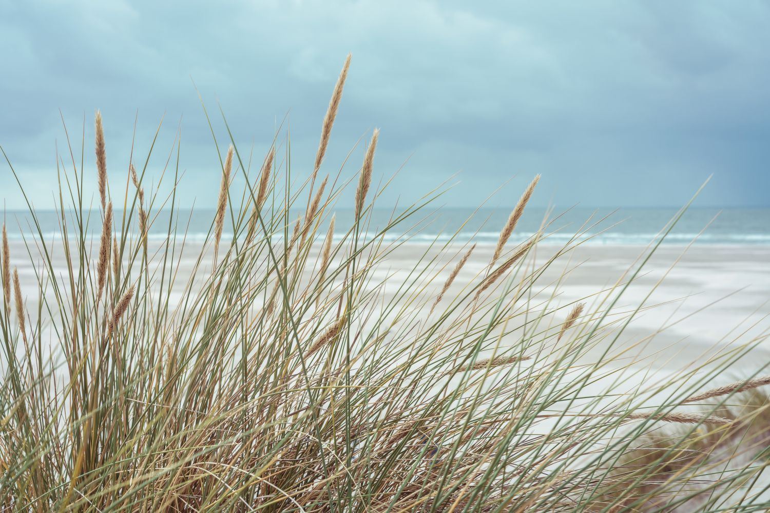Фотообои «Осенняя трава у пляжа»
