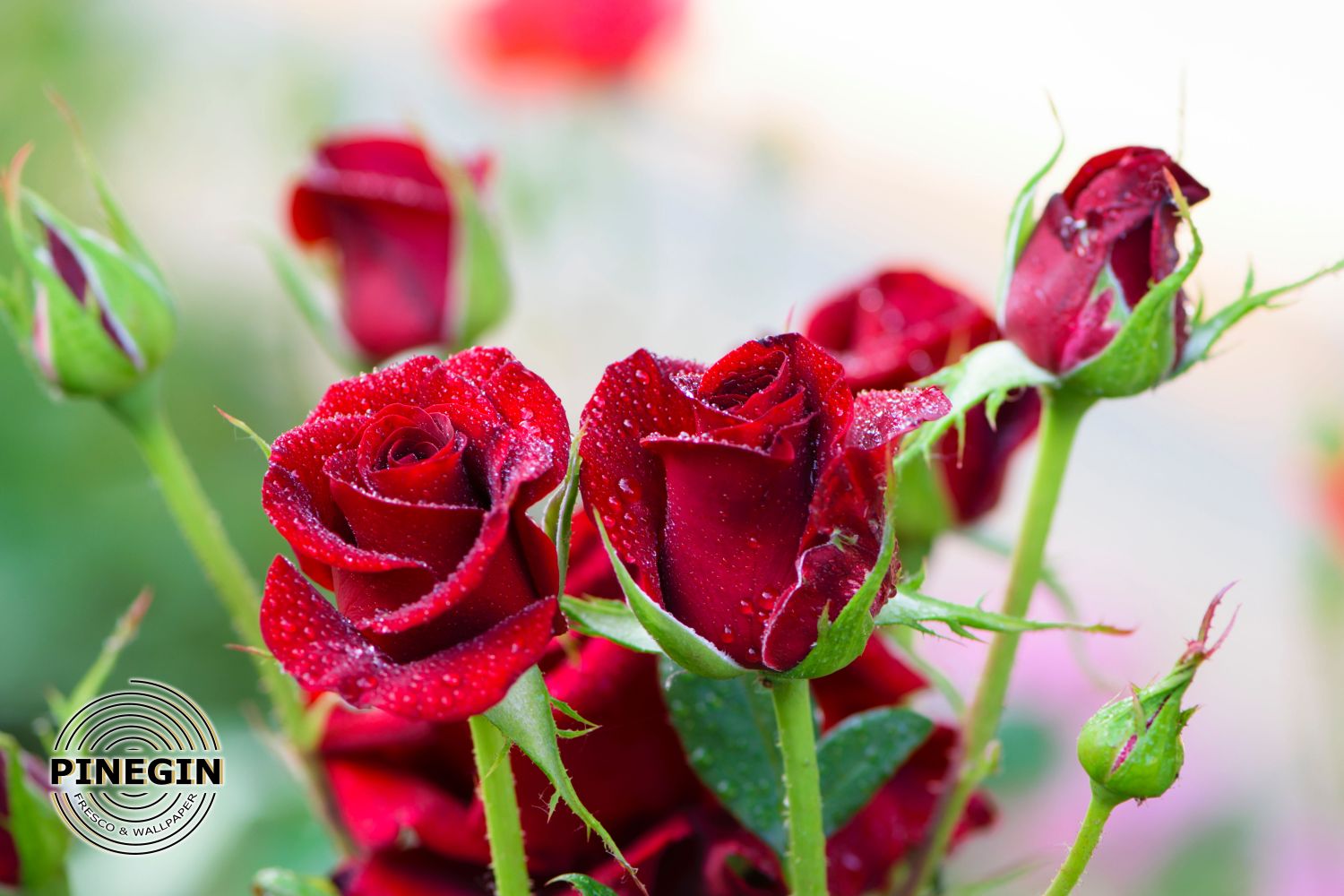 Фотообои «Бутоны красных роз»