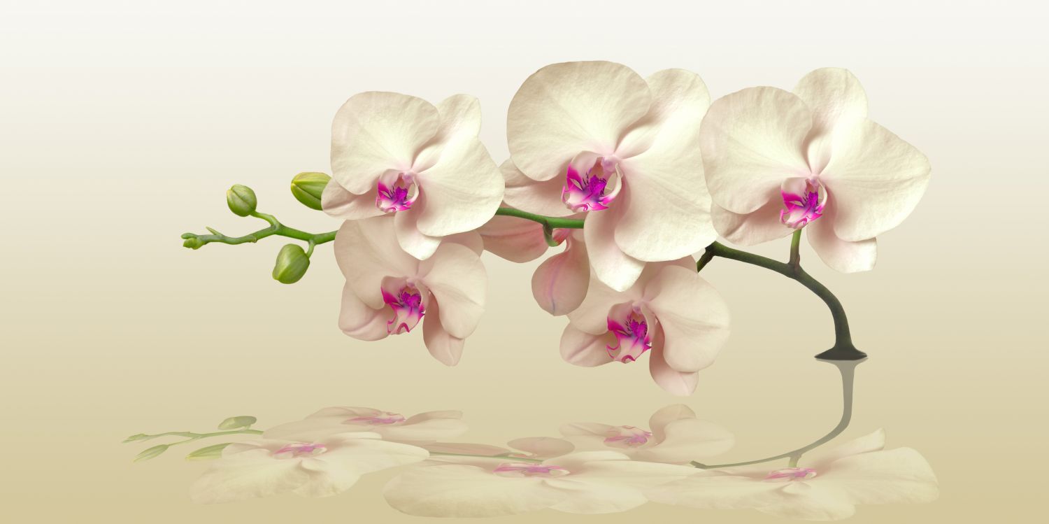 Фотообои «Орхидея и её отражение»