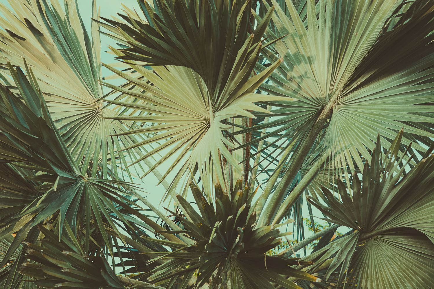 Фрески «Листья пальм»