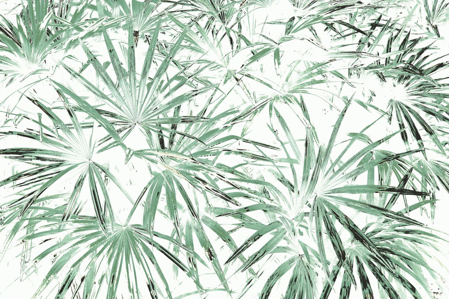 Фотообои «Тонкие листья пальмы»