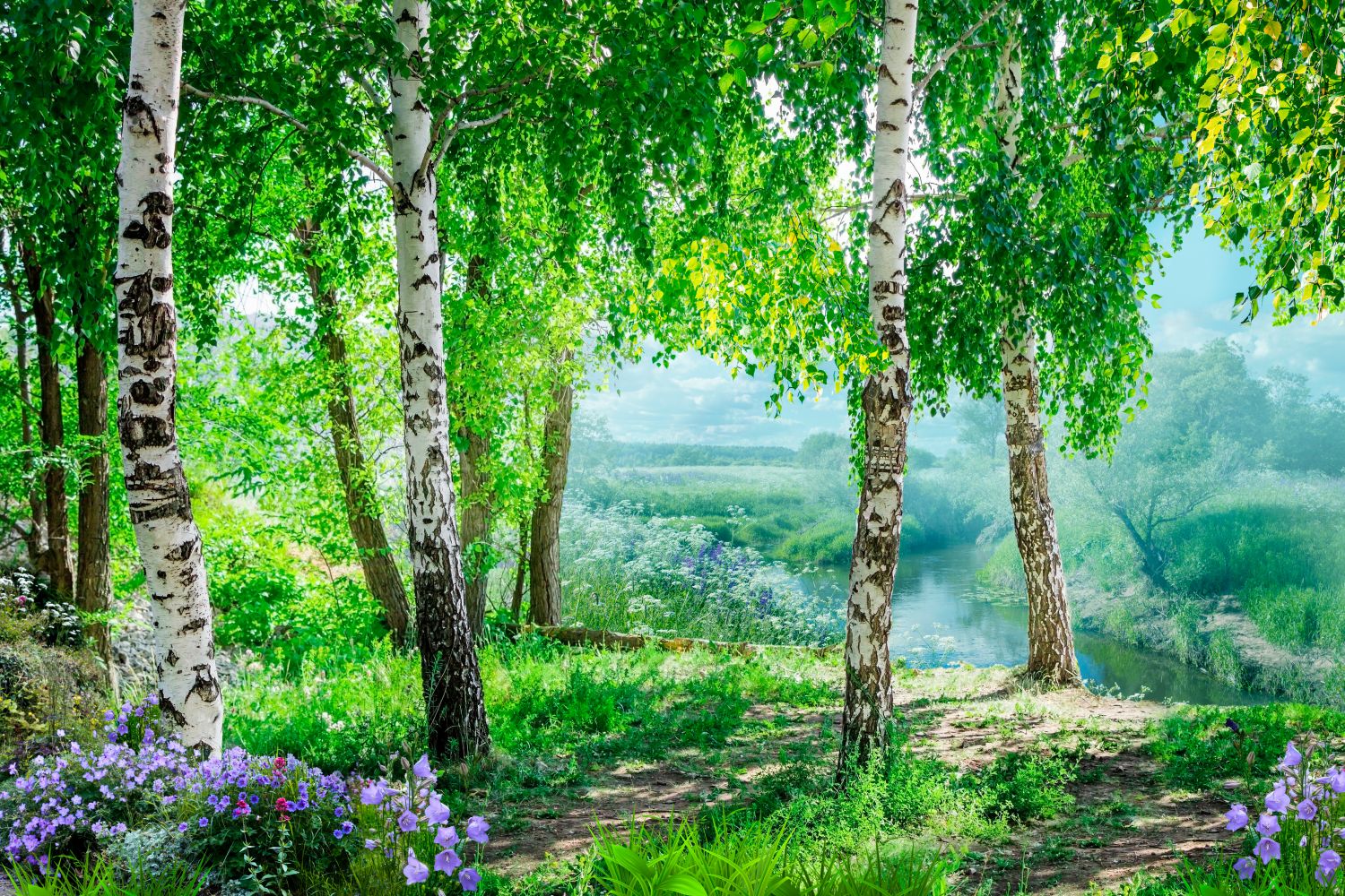 Красивые березовый лес. Березовая роща 1а. Березовая роща Хабаровск. Фотообои комар Березовая роща. Берёзовая роща Курск.