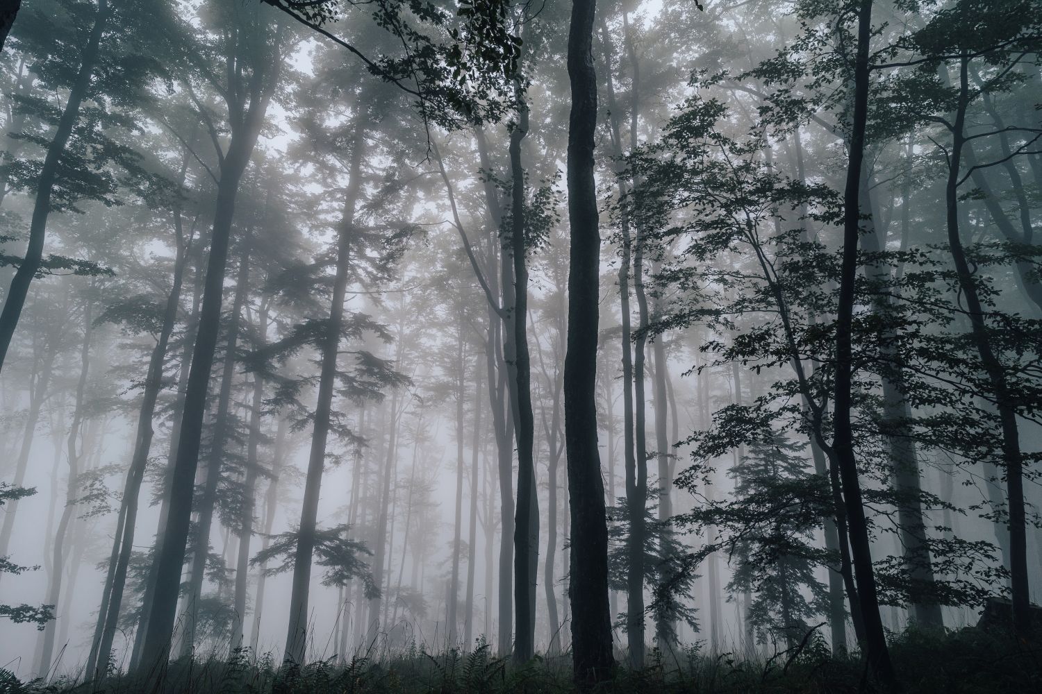 Фотообои «Туман в лесу»