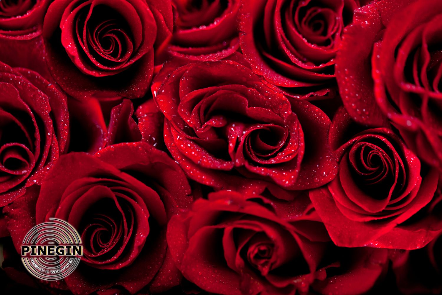 Фотообои «Стена из красных роз»