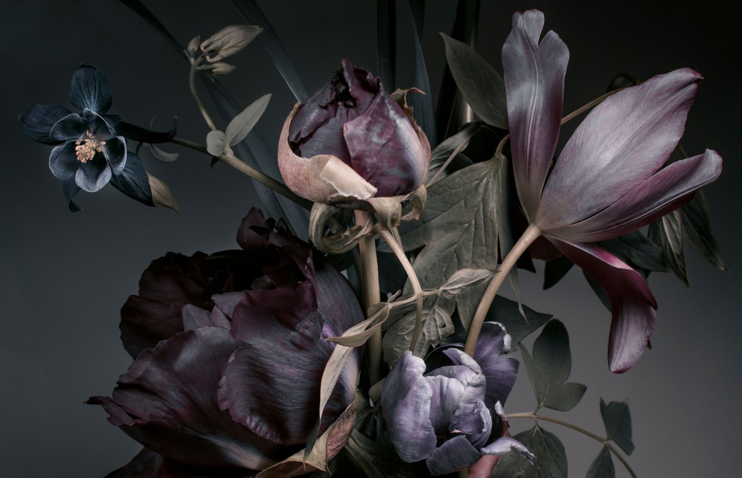 Купить фотообои Тюльпаны «Темные тюльпаны» | PINEGIN