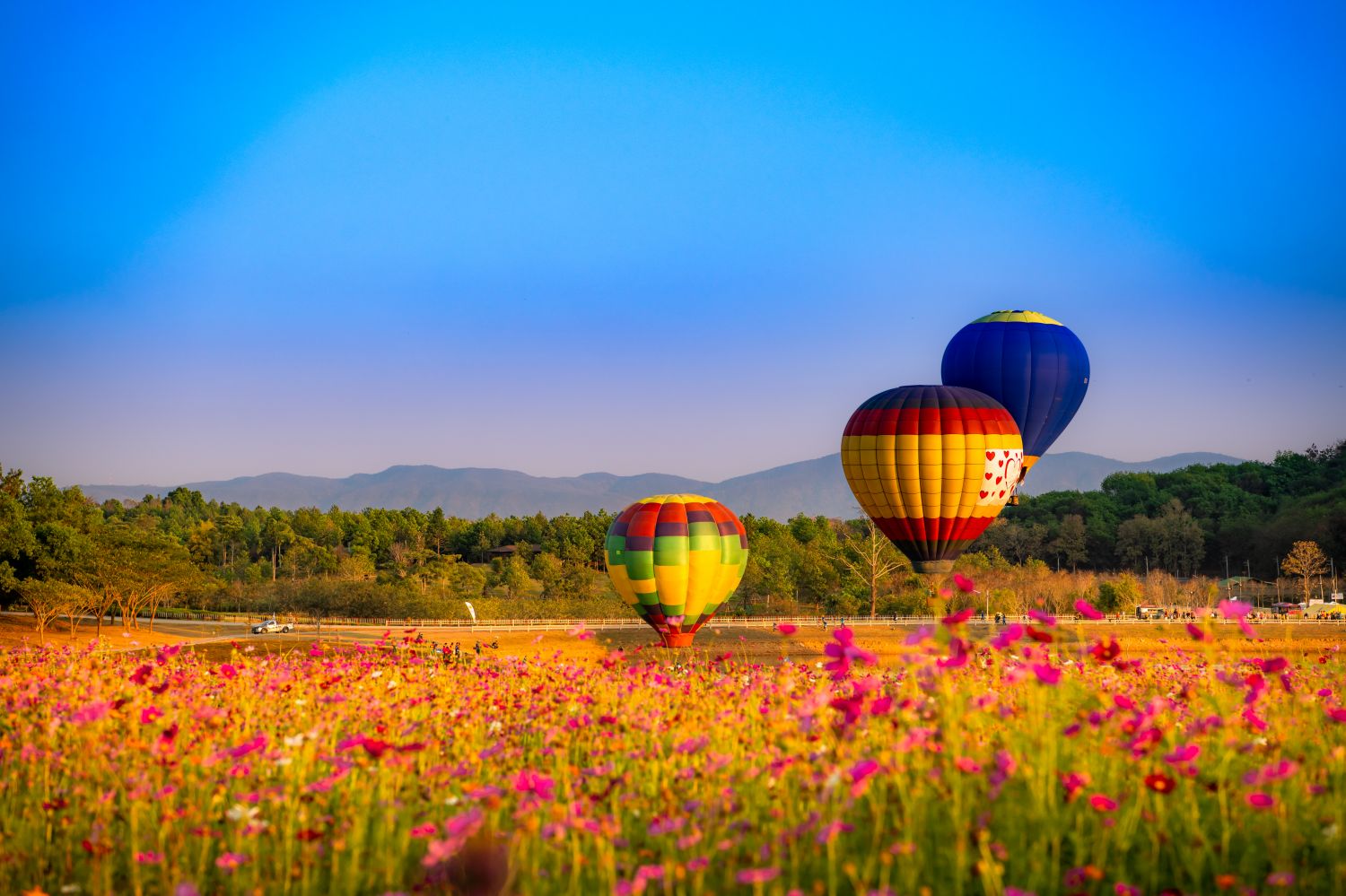 Фотообои «Воздушные шары и цветы»