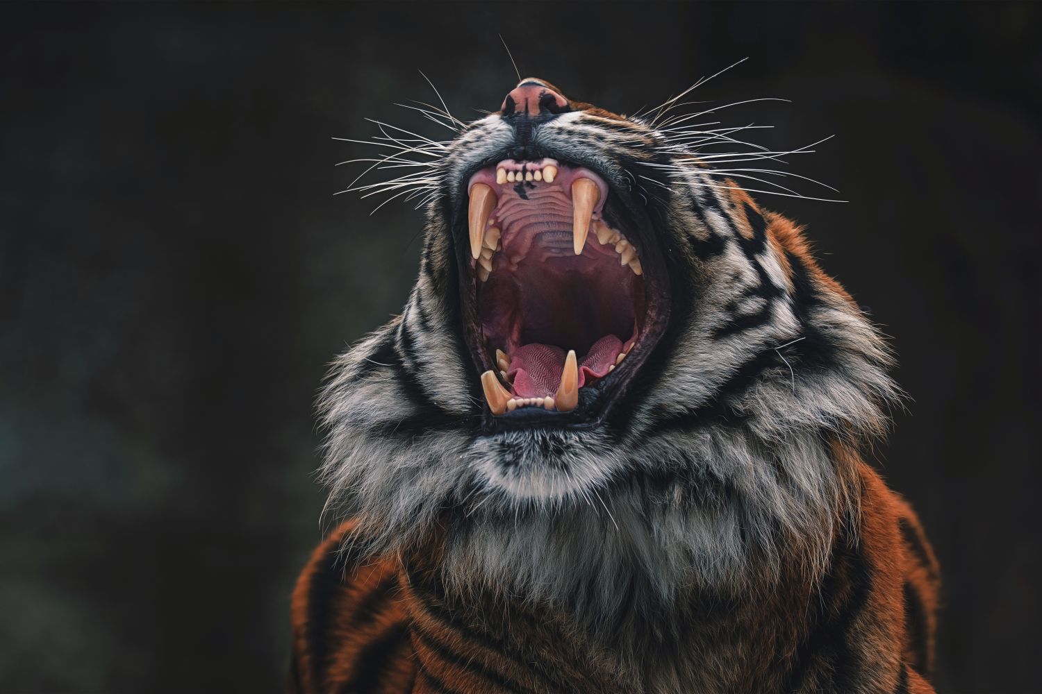 Фотообои «Пасть тигра»