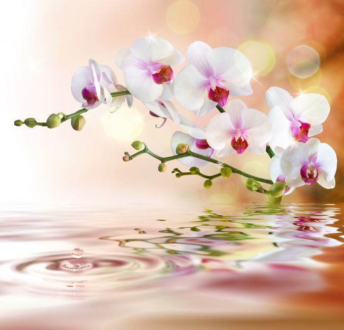 Фотообои «Орхидея над водой»