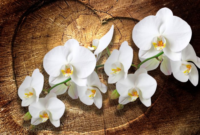 Фотообои «Орхидея и спил дерева»