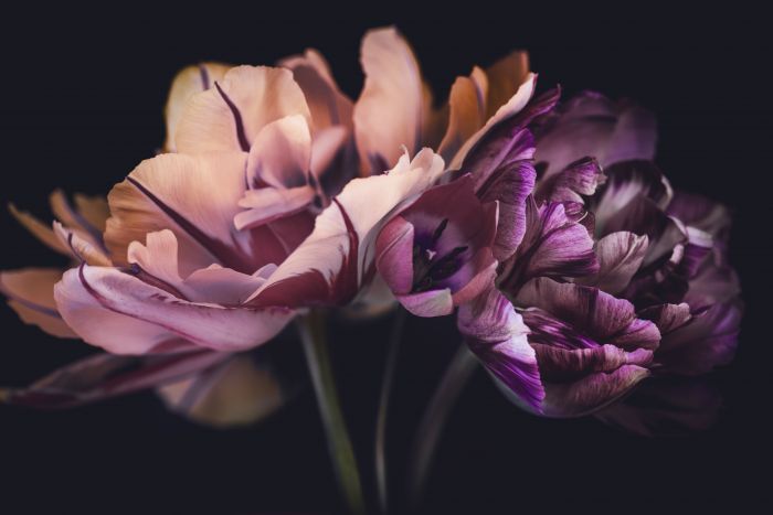Фотообои «Тюльпаны темные»