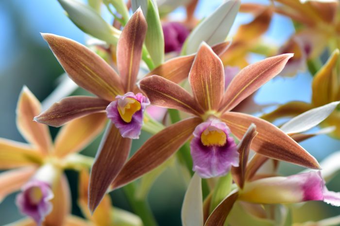 Фотообои «Лепестки орхидеи»