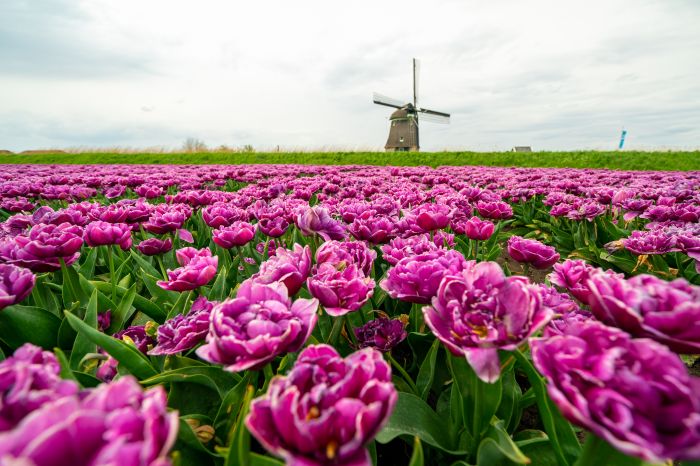 Фотообои «Поле тюльпанов»