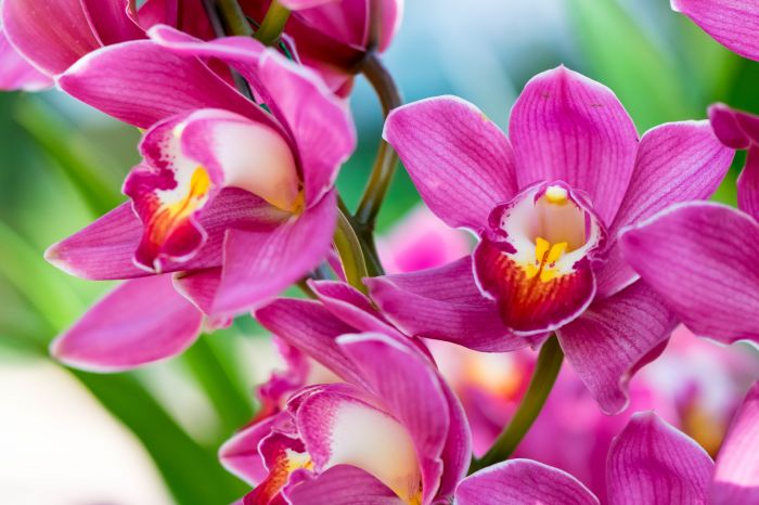Фотообои «Яркая орхидея»