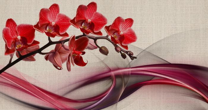 Фотообои «Красная орхидея»