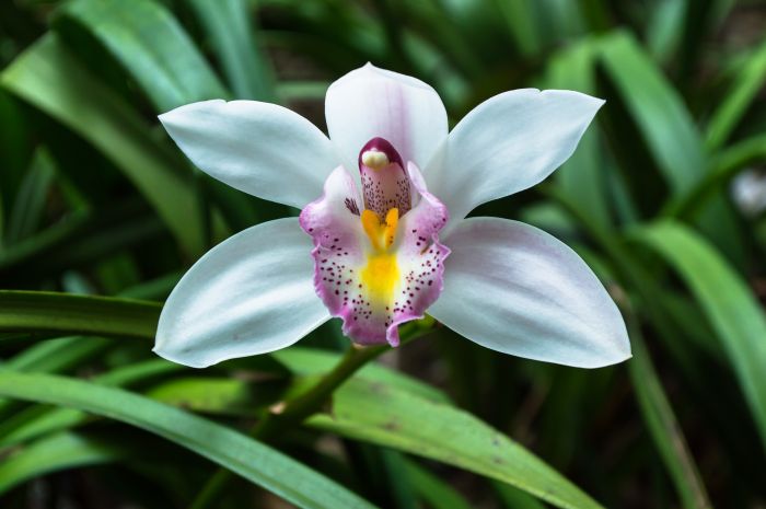 Фотообои «Орхидея в зелени»