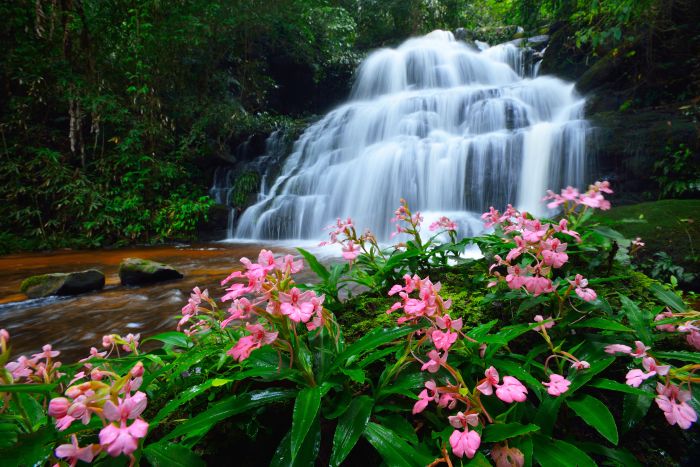 Фотообои «Нежные цветы у водопада»