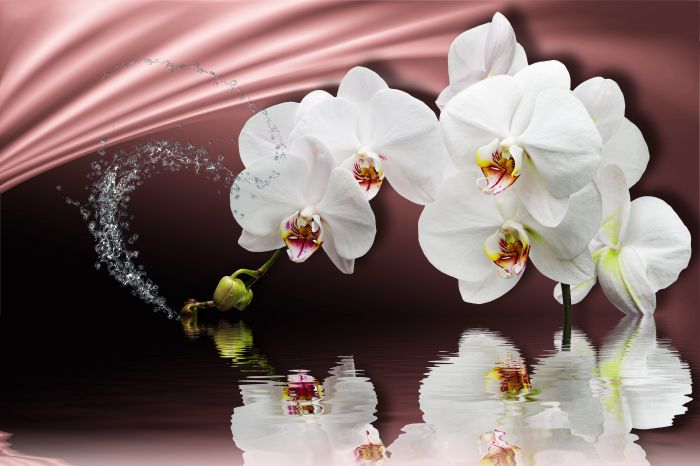 Фотообои «Орхидеи и нежность»