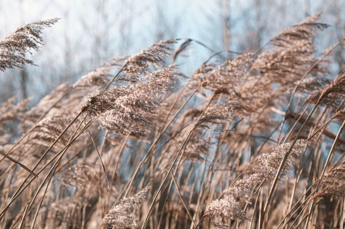 Фотообои «Холодные травы»