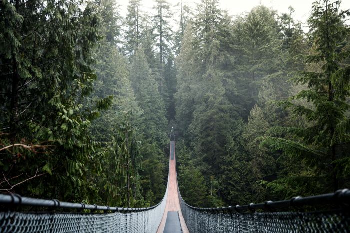 Фотообои «Подвесной мост в лесном тумане»