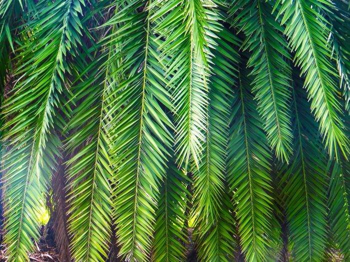 Фотообои «Пушистые пальмы»