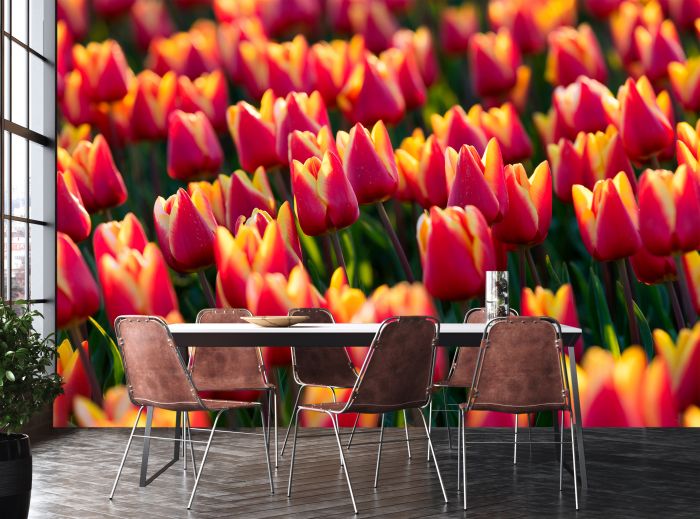 Фотообои «Великолепные тюльпаны»