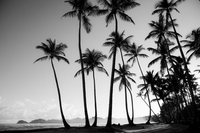 Фотообои «Черно-белый снимок пальм»