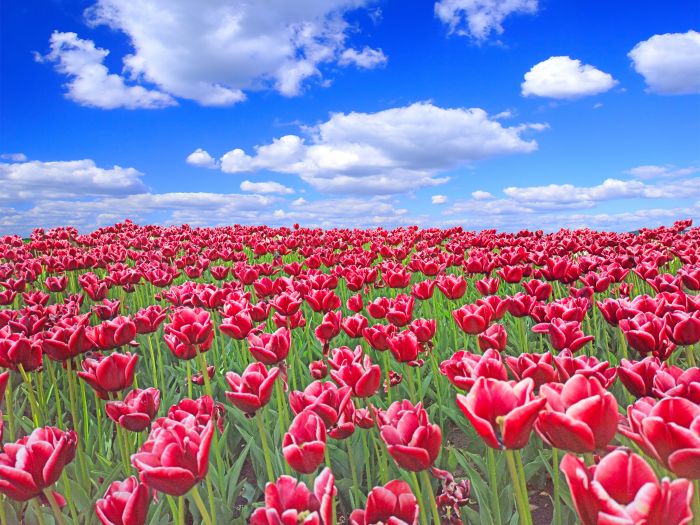 Фреска «Тюльпаны под синим небом»