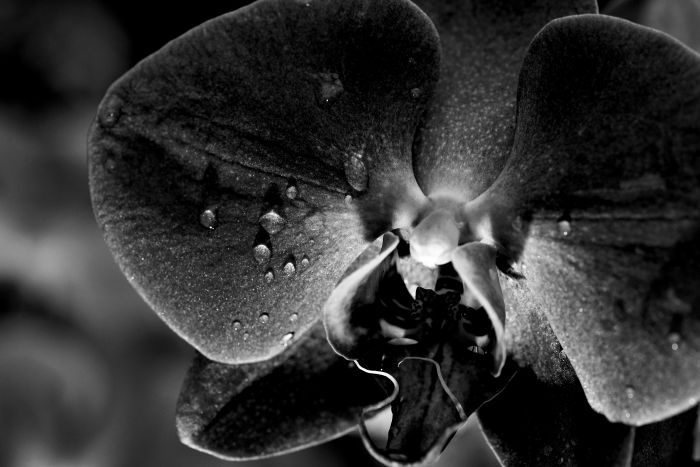 Фотообои «Черная орхидея»