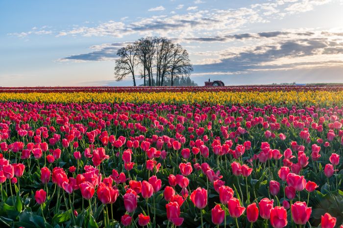Фотообои «Тюльпаны в Голландии»