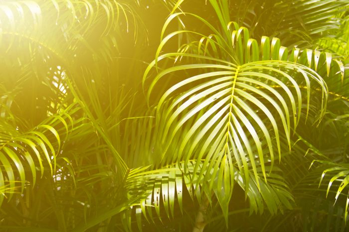 Фреска «Пальмовые листья в солнце»