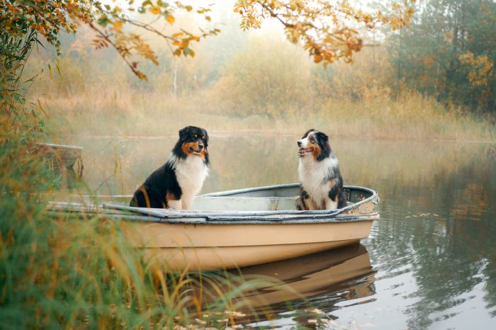 Фреска «Две собаки на лодке»