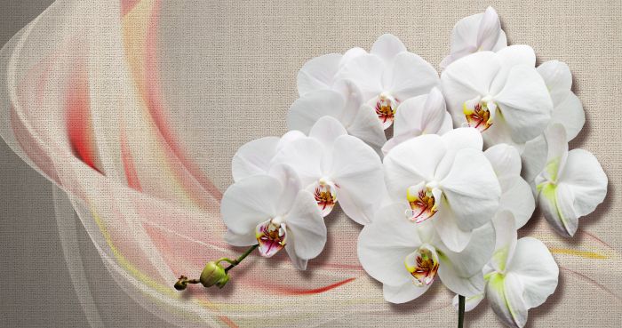 Фотообои «Орхидеи и холст»