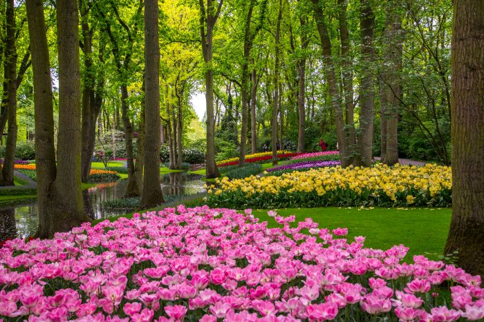 Фотообои «Тюльпаны в парке»