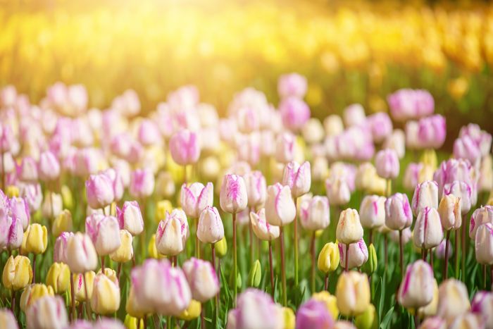 Фотообои «Нежность тюльпанов»