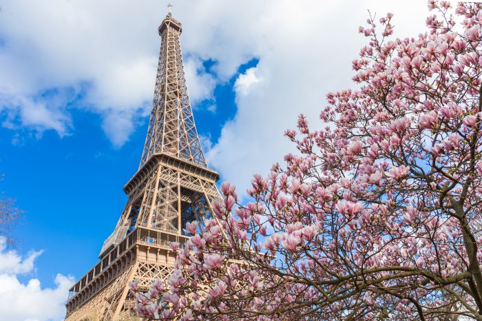Фотообои «Эйфелева башня и цветущие деревья»