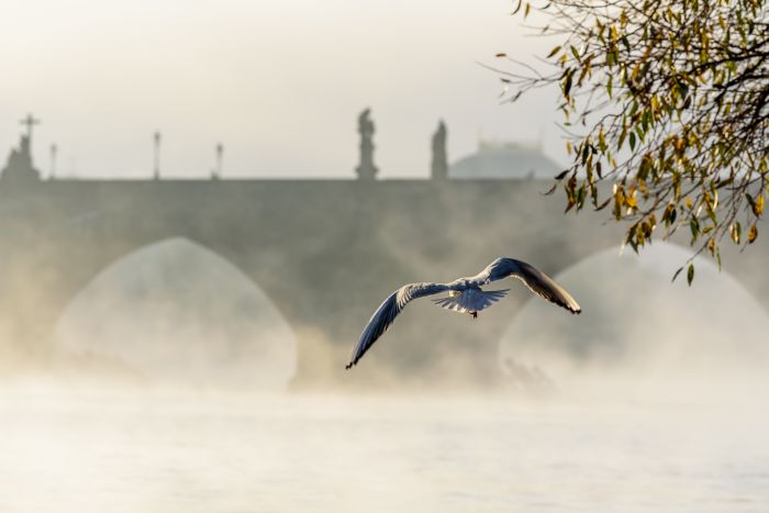 Фреска «Чайка в тумане у моста»